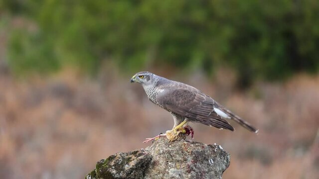 A female northern goshawk (Accipiter gentilis), bird of prey