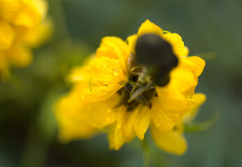 Yellow flowers of Senna didymobotrya aka popcorn cassia, natural floral macro background