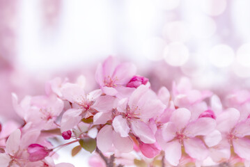 Pink flowers on cherry tree branch in spring morning in the rays of sunlight close-up on a soft blurred on pastel background.