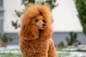 Fototapeta premium Portrait Beautiful little apricot poodle outdoors in the snow. Copy space