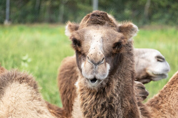 Obraz premium Chameau de Bactriane. Parc Safari à Hemmingford, Québec Canada