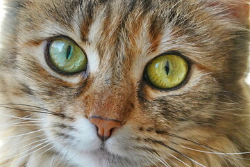 Domestic cat face with big eyes close-up, macro shot