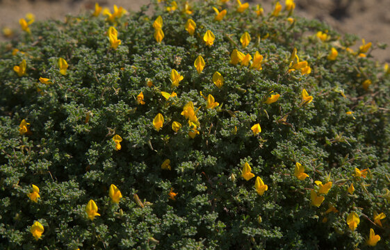 Flora of Gran Canaria -  yellow flowers of Lotus tenellus, plant endemic to the Canary Islands
