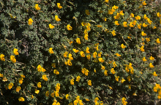 Flora of Gran Canaria -  yellow flowers of Lotus tenellus, plant endemic to the Canary Islands