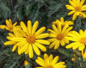 Euryops Field of yellow Golden Daisy. Flowers for balcony, park, garden. Flower background Top view