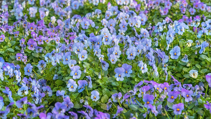 Viola cornuta, horned pansy, horned violet. Field of blue-lilac flowers. Flower background. Flowers for balcony, park, garden