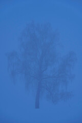 birch tree in the fog at winter