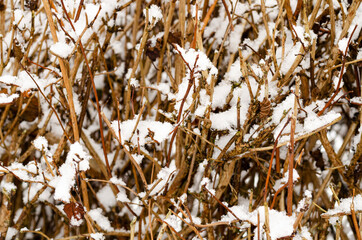 Garden plants, bushes, conifers under the snow in winter