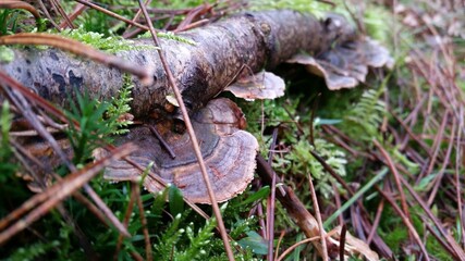 Fungus on a fallen brunch in the forest 