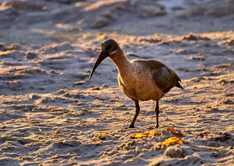 Ibis on the beach in Western Cape at sunset - South Africa