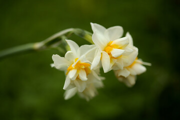 Flora of Gran Canaria - Narcissus tazetta natural macro floral background