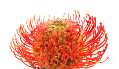 Red Leucospermum, AKA pincushion protea isolated on white background 