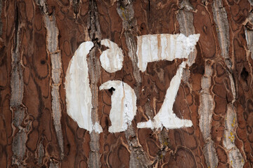 Zahl 67 auf Baumstamm