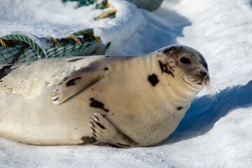 A large grey adult harp seal moving along the top of ice and snow.  You can see its flippers, dark eyes, claws and long whiskers. The gray seal has brown, beige and tan fur skin with a shiny coat. 