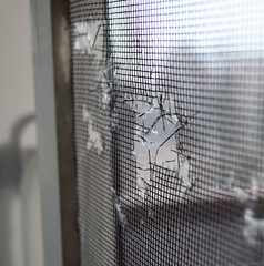 torn mosquito net for the window.