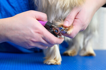 Dog groomer cutting nails on Yorkshire terrier dog. High quality photo