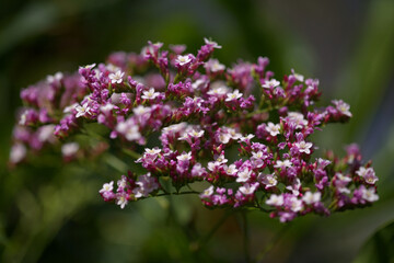 Fototapeta na wymiar Pale pink flowers of Limonium peregrinum, South African tree sea-lavender, natural macro floral background