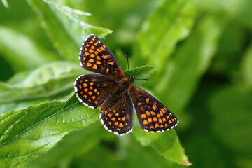 A Heath Fritillary Butterfly basking on green leaves.