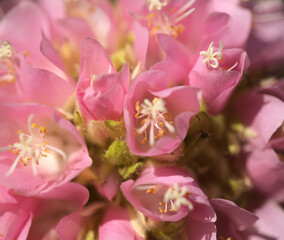 Flowering Dombeya wallichii, pink ball tree natural macro floral background