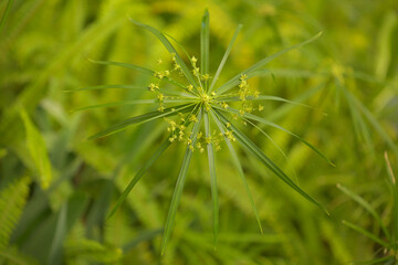 papyrus sedge radial green leaves natural macro floral background