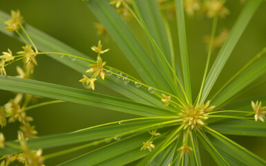 papyrus sedge radial green leaves natural macro floral background