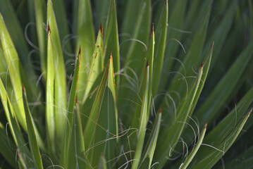 Agave filifera aka thread agave attractive leaves natural macro floral background