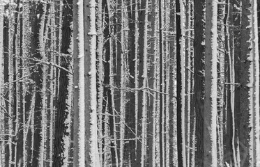 Winter pine forest in the snow. Black and white photo.