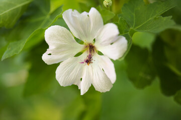 Flora of Gran Canaria - flowering Malva acerifolia tree endemic to Canary Islands natural macro floral background
