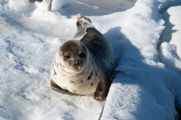 A young harp seal lays on white snow among beach grass in the cold winter. The wild animal has grey fur with harp shaped spots on its skin. The animal has dark eyes, long whiskers and a blubber belly