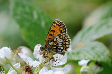 A Heath Fritillary Butterfly nectering on a Bramble flower.