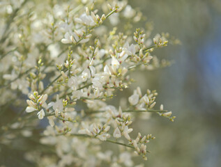 flora of Gran Canaria - Retama rhodorhizoides, broom species endemic to Canary Islands