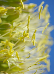 Closeup of green flowers in Agave attenuata, Foxtail agave, natural macro floral background