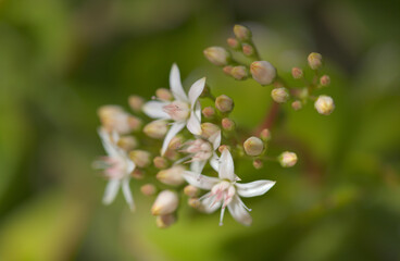 Small pink and red flowers of Crassula ovata, money tree, natural floral background