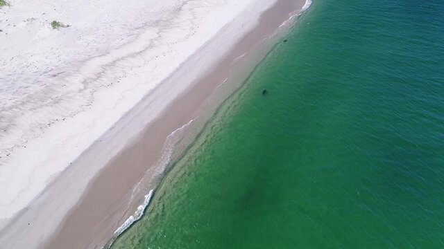 closer and more vertical stationary aerial view of three seals casually swimming in clear grean water along the coast of monomoy island
