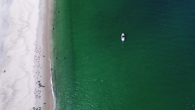 slow pass looking down on seals in the emerald water next to a boat with people fishing while white sea birds fly around