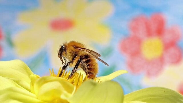 A bumble bee pollinates a yellow flower, with illustration meadow with flowers on a background.
