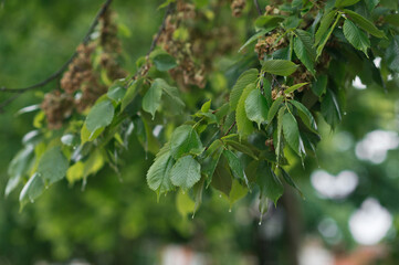 The birch leaves in the sun after the rain 2803.