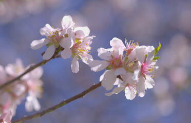 Horticulture of Gran Canaria -  almond trees blooming in Tejeda in January, macro floral background