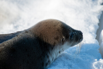 Obraz premium A young harp seal lays on white snow among beach grass in the cold winter. The wild animal has grey fur with harp shaped spots on its skin. The animal has dark eyes, long whiskers and a blubber belly