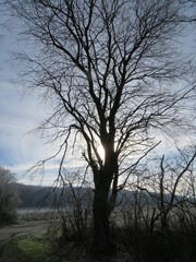 Obraz na płótnie Canvas Baum im Winter