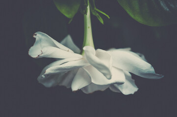 A beautiful dreamy delicate gardenia. Flower photo matte effect. Close up view. Snow white petals and green leaves on black background. Soft focus.