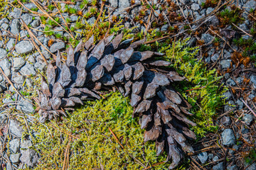 Obraz premium Pine-tree cone, moss