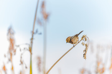 A tiny bird hanging on marsh grass. Bushtit at Oso Flaco Lake in Oceano, California
