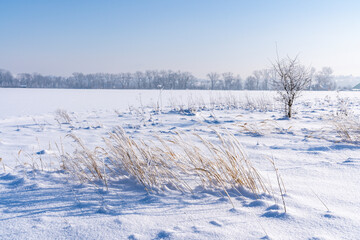 Frozen dry grass breaking through a thick layer of snow