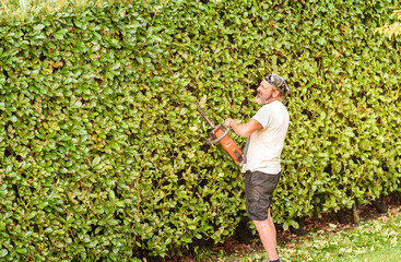Professional Gardener cuts hedge with an electric hedge trimmer, autumn garden maintenance.
