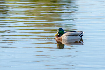 Duck floating on water, Oso Flaco Lake in Oceano, California