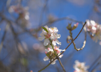 Horticulture of Gran Canaria -  almond trees blooming in Tejeda in January, macro floral background