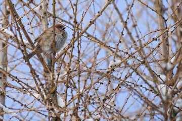 sparrow on the branches of a bush in winter
