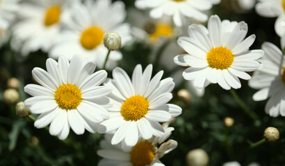 Flora of Gran Canaria -  Argyranthemum, marguerite daisy endemic to the Canary Islands