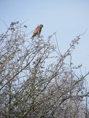 Falke, Turmfalke Baum
